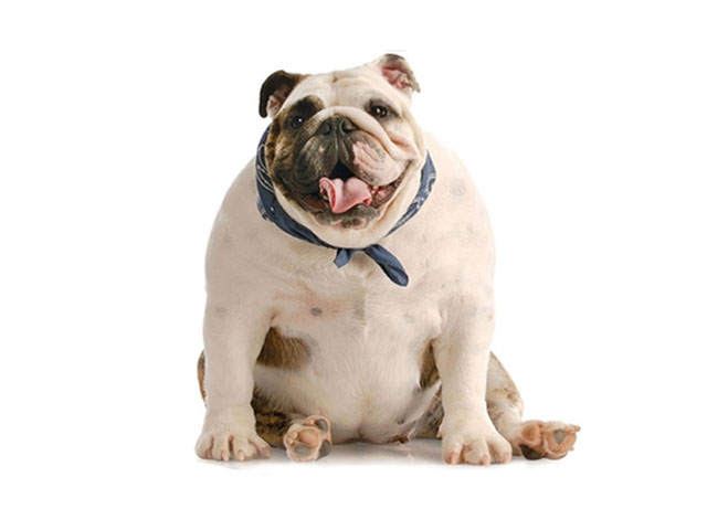 bulldog-ingles-obeso-canil-duas-marias