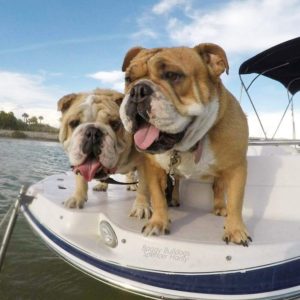 duas marias bulldog inglês no barco