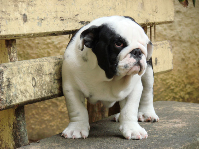 bulldog-exotico-preto-duas-marias