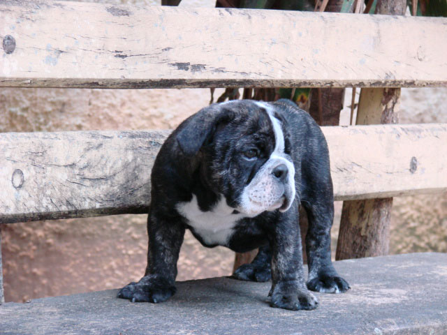 bulldog-merle-black-filhote