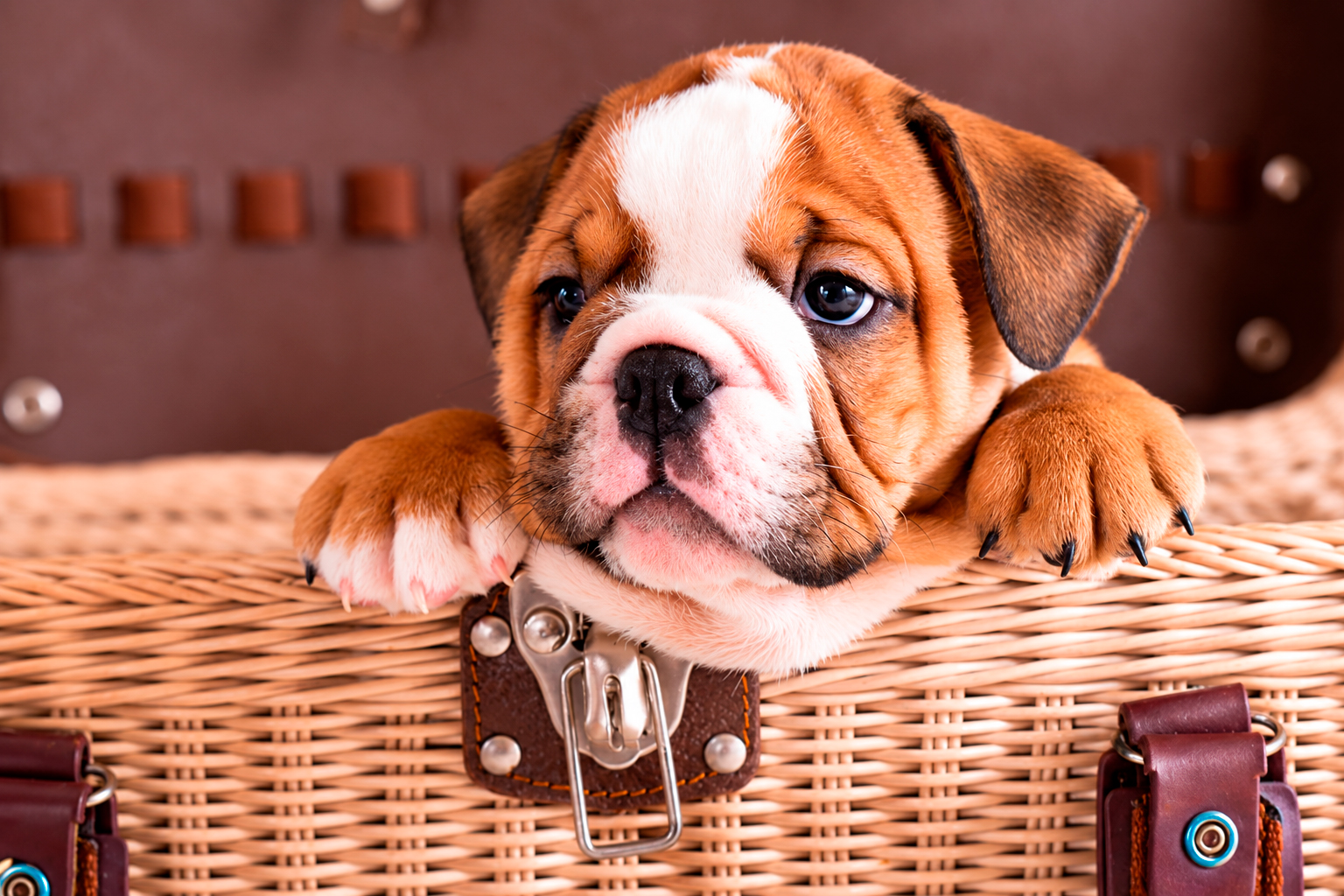 Filhote de Bulldog Inglês