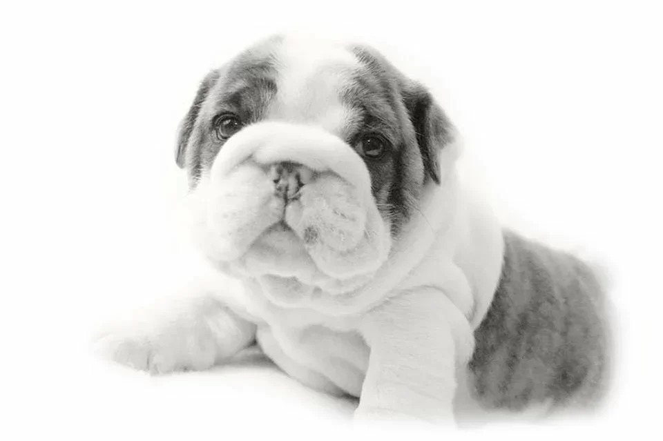 Bulldog Inglês do Canil Duas Marias
