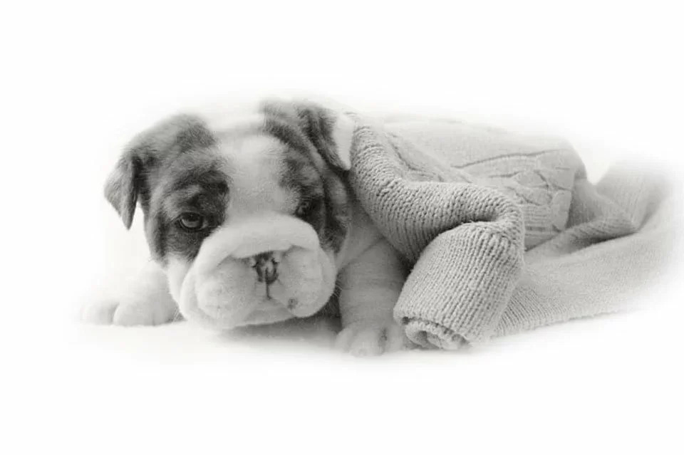 Bulldog Inglês campeão do Canil Duas Marias