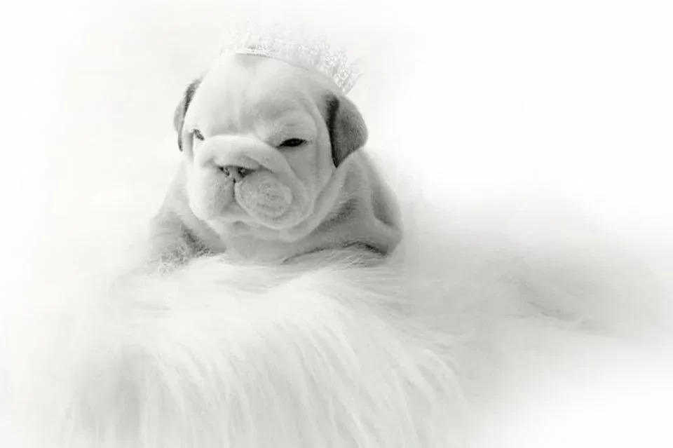 Filhote de Bulldog Inglês criado pelo Canil Duas Marias