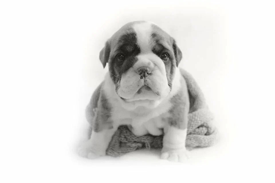 Bulldog Inglês do Canil Duas Marias