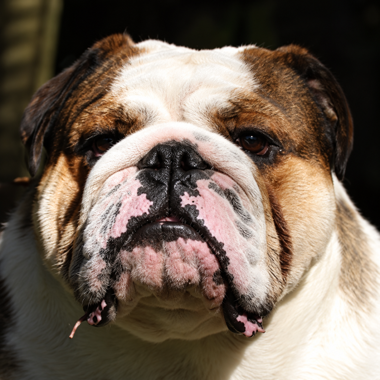 Bad Boy, Bulldog Inglês