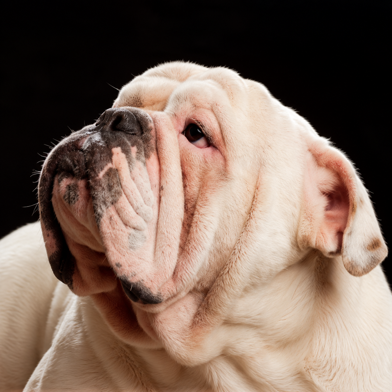 Quito, Bulldog Inglês