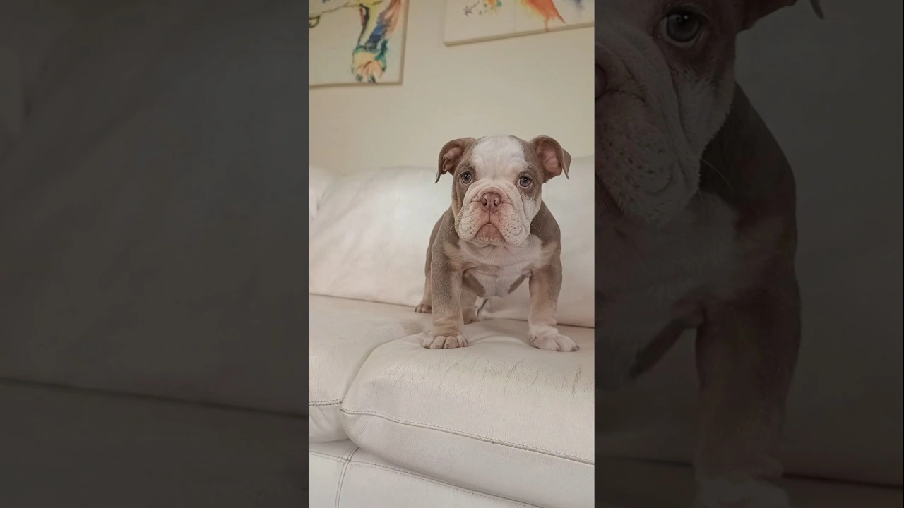 Filhote de Bulldog Inglês