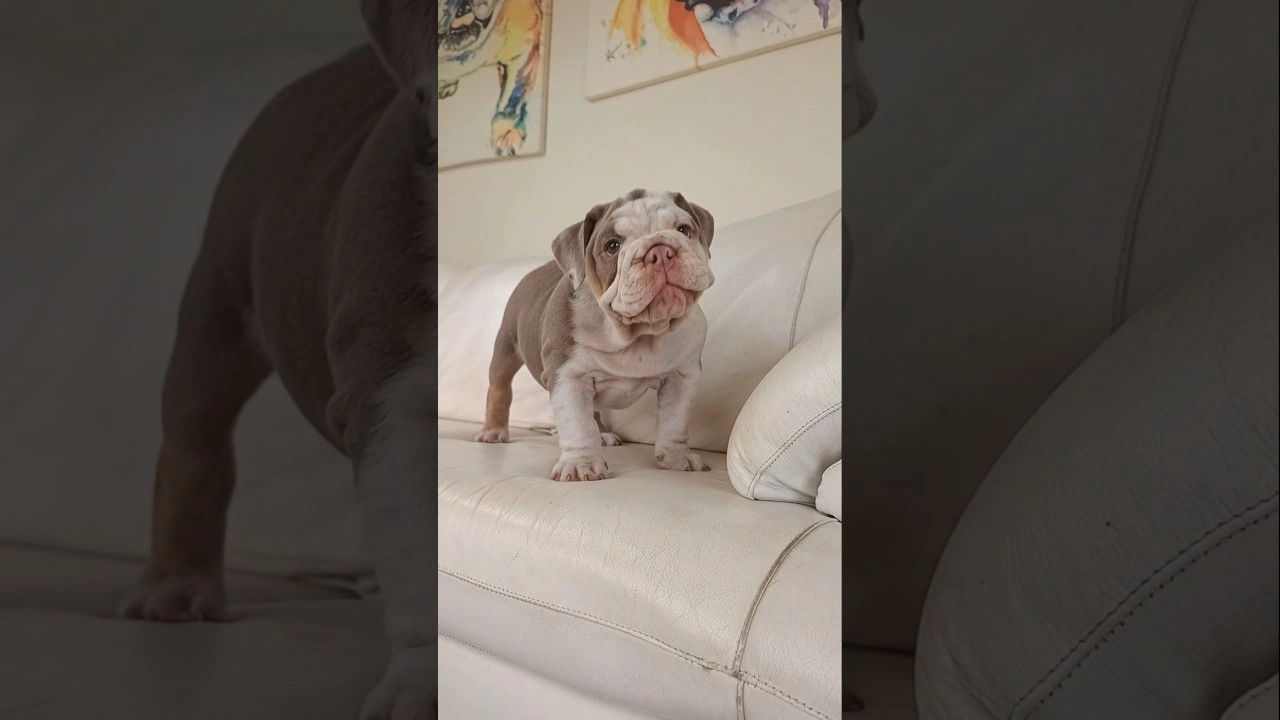 Filhote de Bulldog Inglês