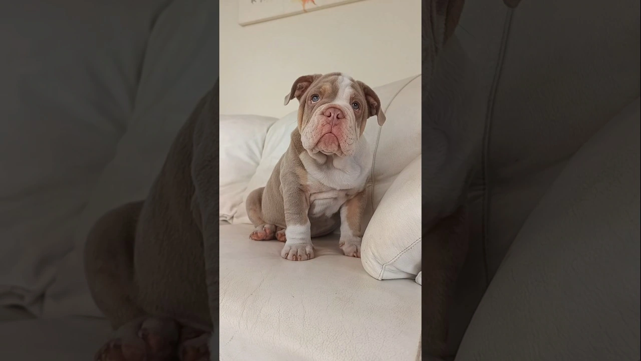 Filhote de Bulldog Inglês