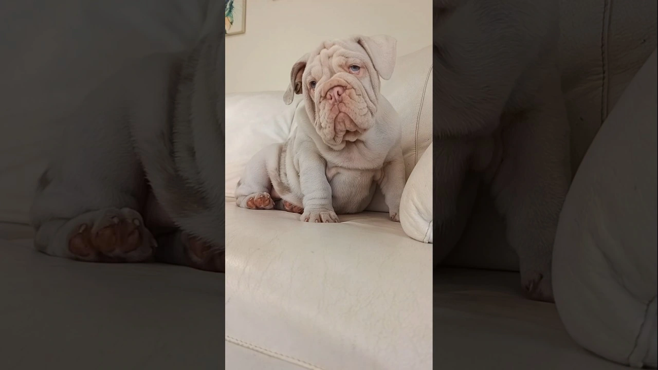 Filhote de Bulldog Inglês