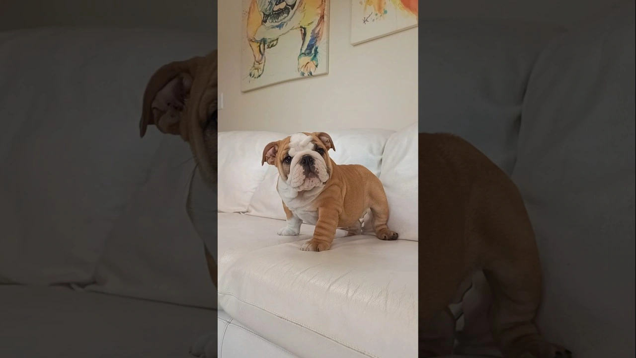 Filhote de Bulldog Inglês