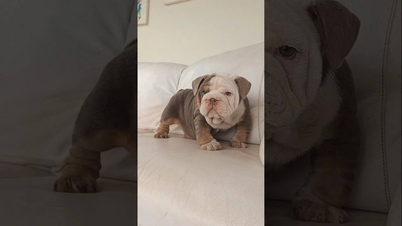 Filhote de Bulldog Inglês