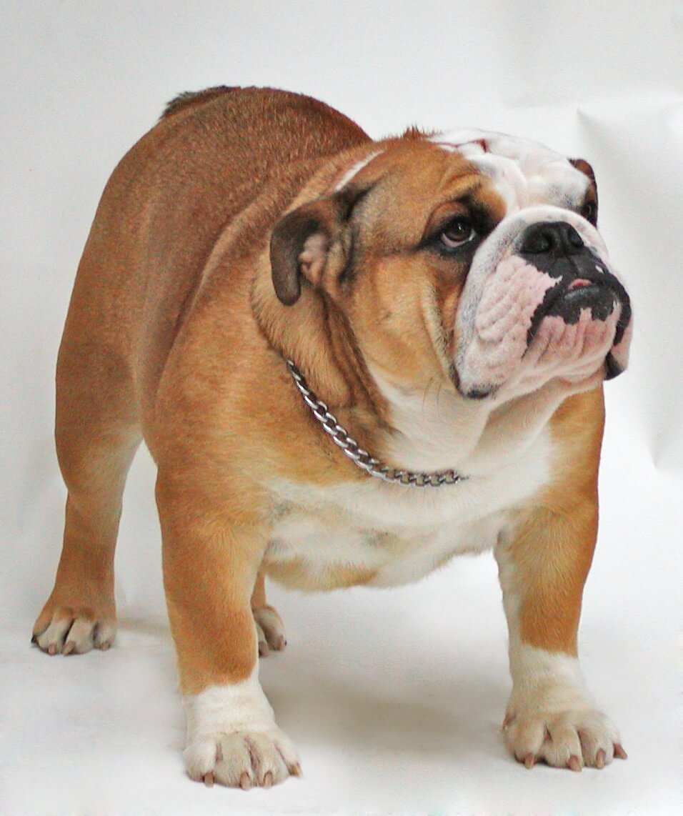 Bulldog Inglês CH Buck and Sons Evita Peron, em fotografia histórica do acervo