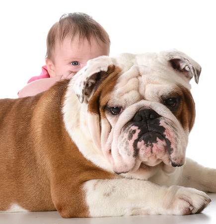 Raças de cachorro: Buldogue Inglês, Artigos