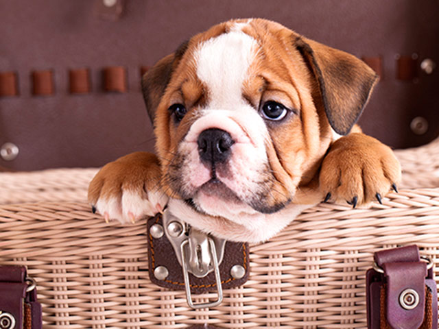 filhote-de-bulldog-ingles-com-garantia