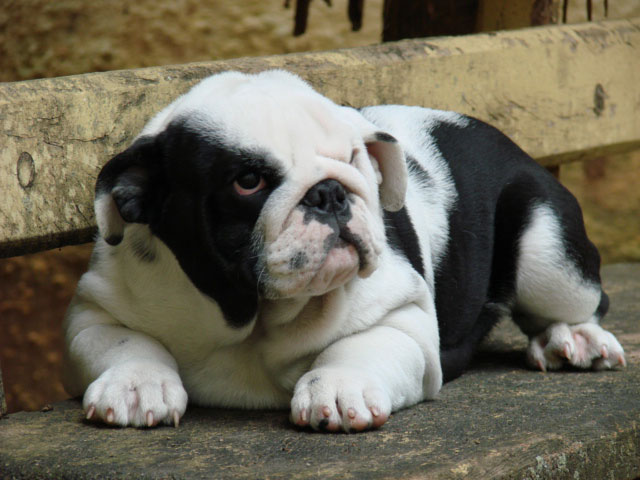 bulldog-exotico-preto-duas-marias-1