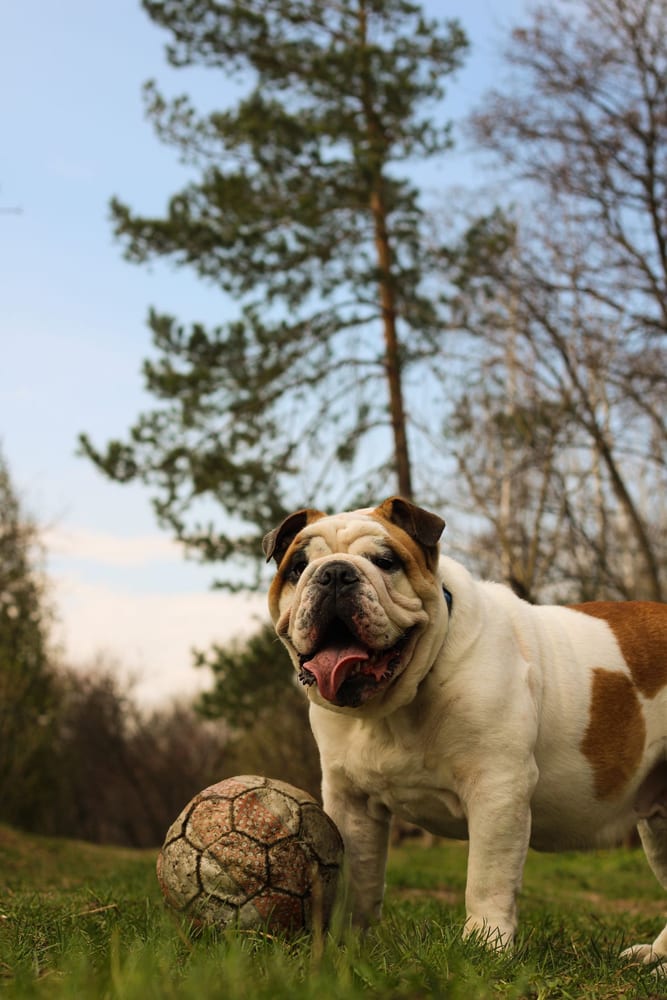 Bulldog Inglês ao lado de uma bola