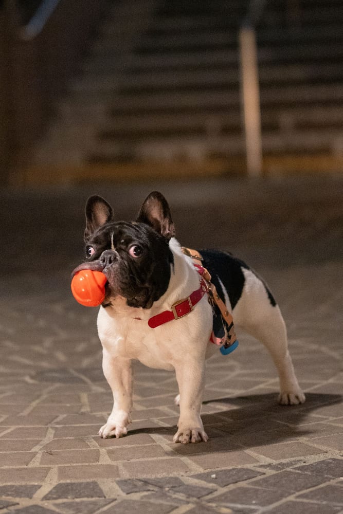 Bulldog Francês brincando com um brinquedo laranja