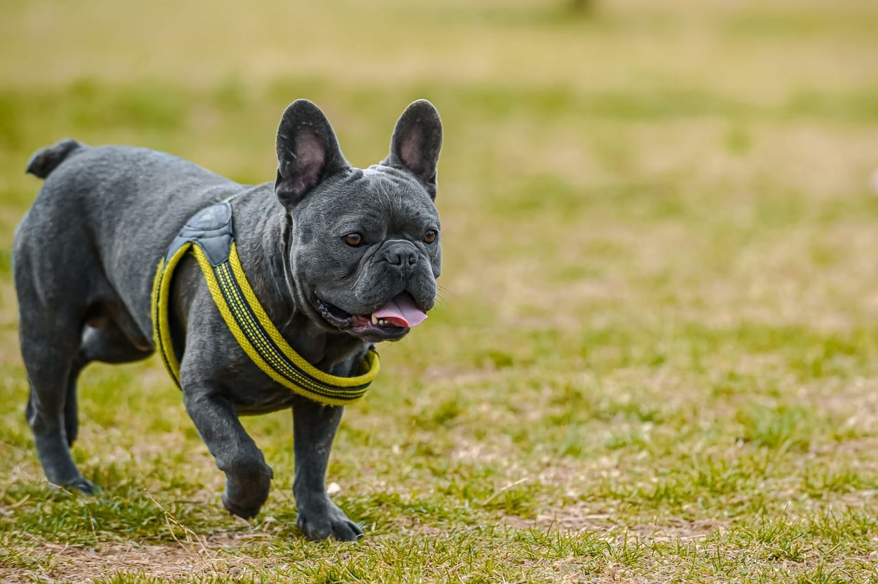 Bulldog Francês usando peitoral durante um passeio