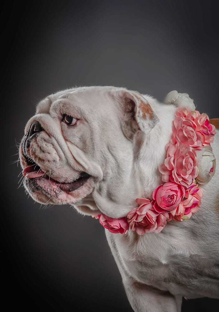 Bulldog Inglês em retrato
