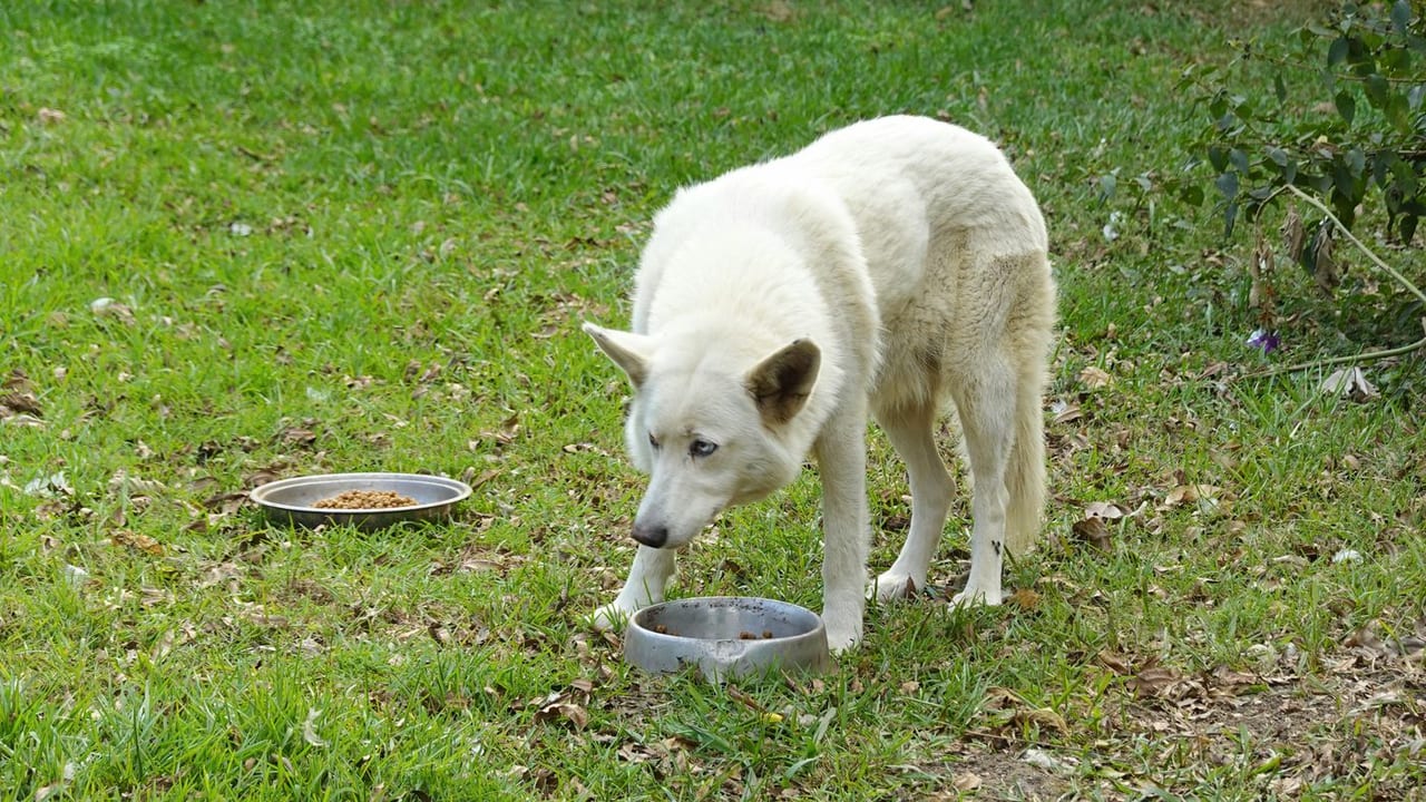 Cão se alimentando em uma tigela