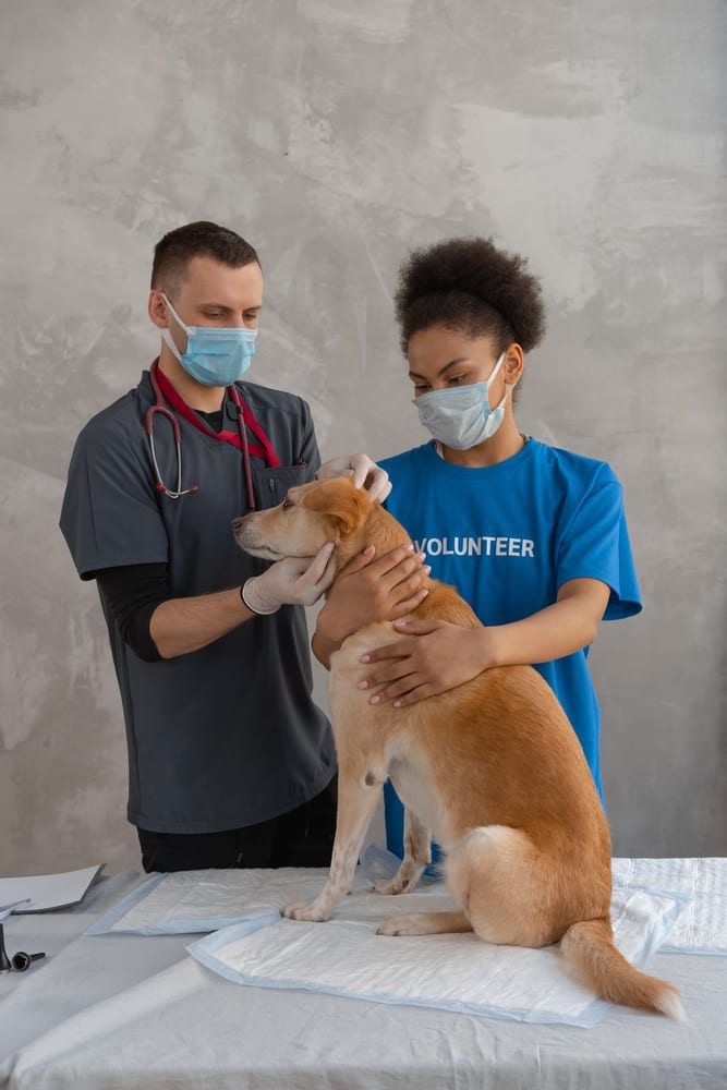 canil duas marias bulldog ingles Veterinária examina um cão durante consulta