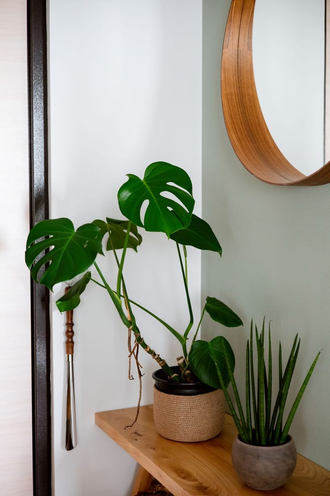 Fotografia ilustrativa de planta ornamental em ambiente interno