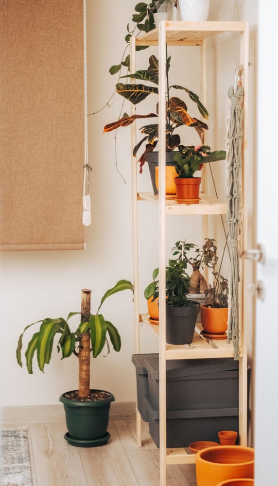 Planta ornamental em vaso dentro de casa
