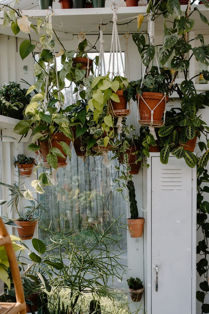 Plantas ornamentais penduradas em ambiente interno